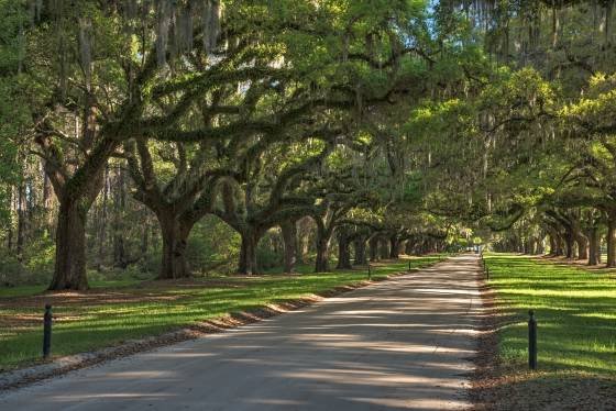 Boone Hall Drive 58mm Boone Hall Drive near Charleston, South Carolina