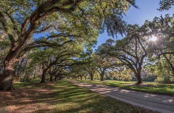 Boone Hall Drive ultrawide Boone Hall Drive near Charleston, South Carolina