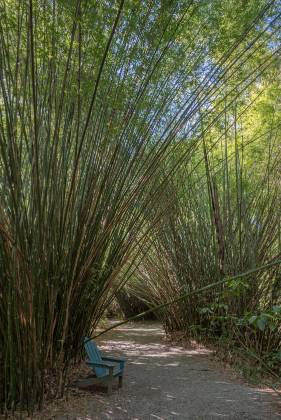 Bamboo Forest Bamboo forest at Magnolia Gardens near Charleston, South Carolina
