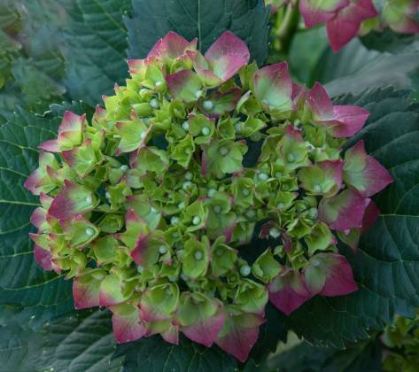 Hydrangea Hydrangea at Nathaniel Russell House, Charleston, South Carolina