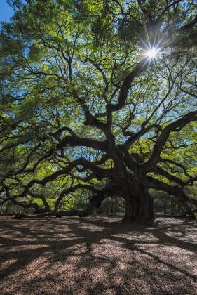 Angel Oak Angel Oak tree near Charleston, South Carolina