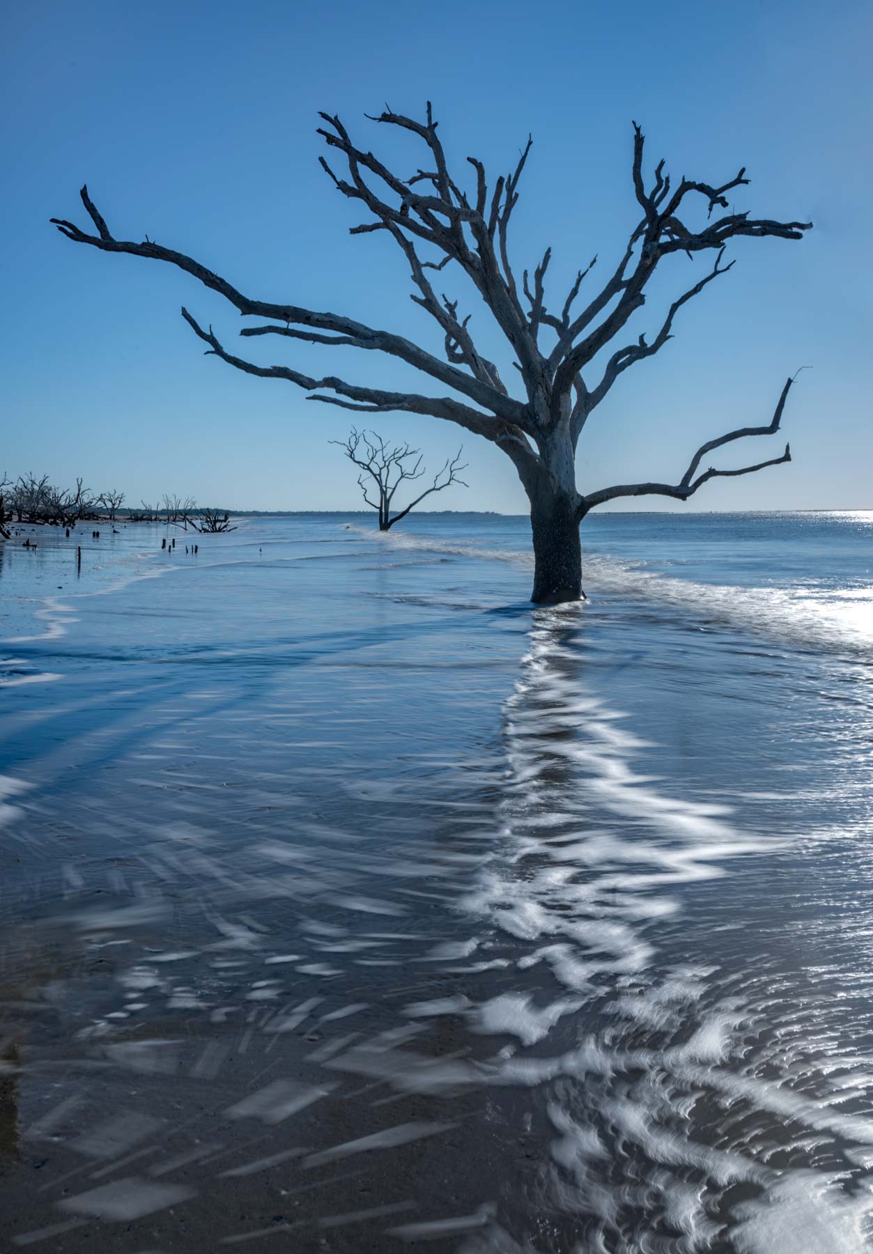 Edisto Boneyard in Botany Bay