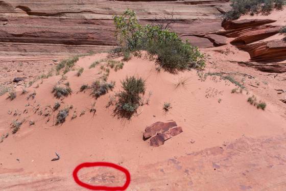 Best Track in its Setting Dinosaur Tracks in Coyote Buttes South, Arizona
