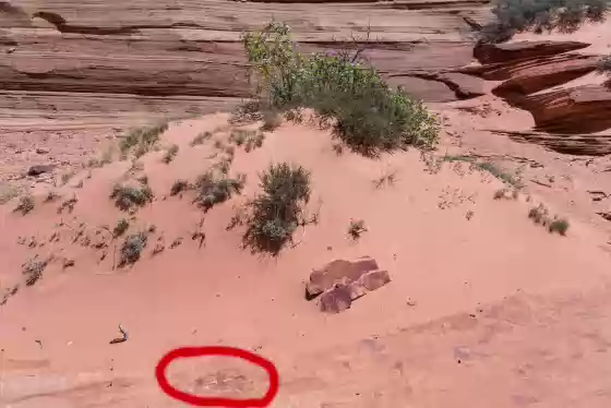 Best Track in its Setting Dinosaur Tracks in Coyote Buttes South, Arizona