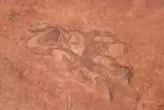 Dinosaur Track Detail Dinosaur Tracks in Coyote Buttes South, Arizona