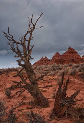 Dead Tree Teepees in the Pawhole area of Coyote Buttes South, Arizona