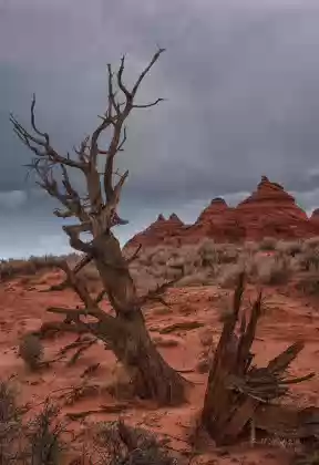 Dead Tree Teepees in the Pawhole area of Coyote Buttes South, Arizona