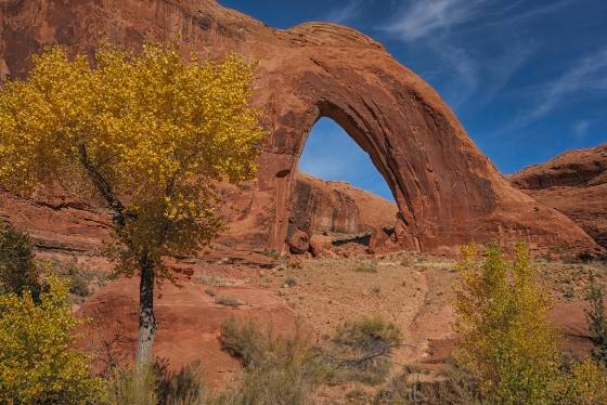 Broken Bow Arch in late October Cottonwood Tree in the fall and Broken Bow Arch