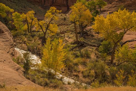 Willow Creek Fall color in Willow Creek in Grand Staircase Escalante National Monument