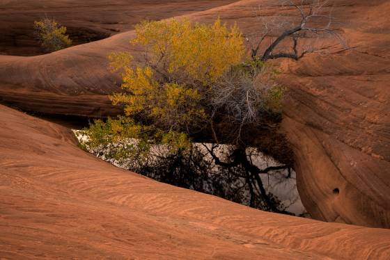 Cottonwood in pool 2 Cottonwood Tree in pothole on Dance Hall Rock