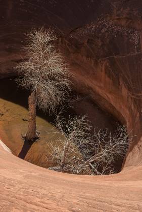 Dead tree in water Cottonwood Tree in pothole on Dance Hall Rock