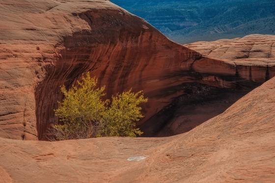 Desert Varnish Cottonwood Tree in pothole on Dance Hall Rock