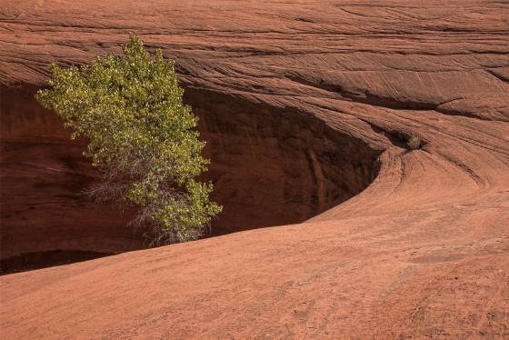 Early October Cottonwood Tree in pothole on Dance Hall Rock