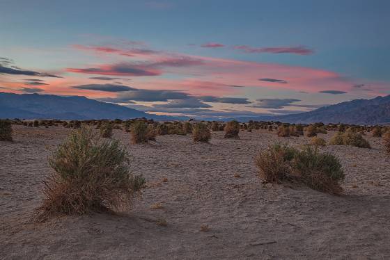 Devil's Cornfield at dusk The Devil's Cornfield in Death Valley National Park, California