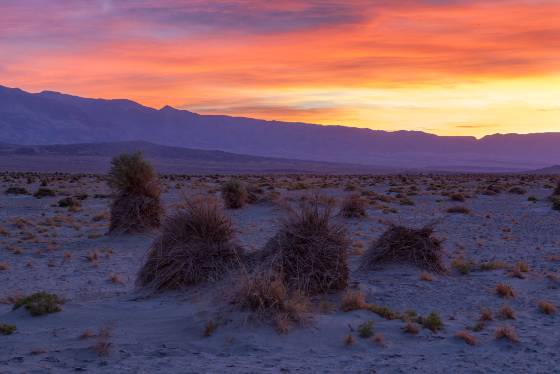 Devils Cornfield Blue Hour The Devil's Cornfield in Death Valley National Park, California