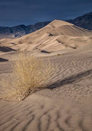 Eureka Dunes Bush 2 Eureka Dunes in in Death Valley National Park, California