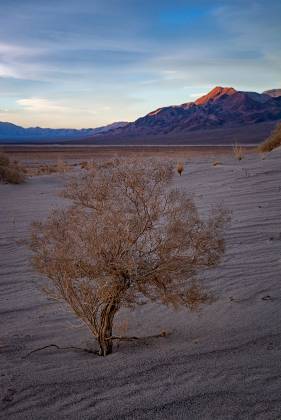 Eureka Dunes Bush Eureka Dunes in in Death Valley National Park, California