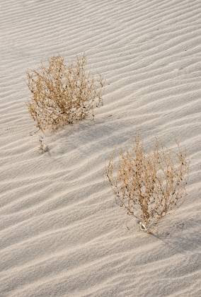 Eureka Dunes Bushes Eureka Dunes in in Death Valley National Park, California