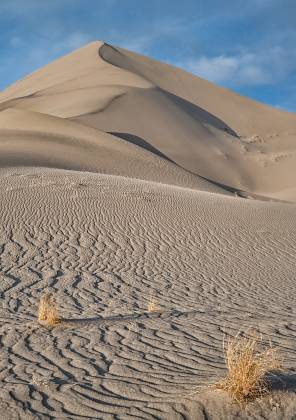 Eureka Valley Dune Grass Eureka Dunes in in Death Valley National Park, California
