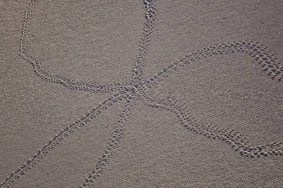Beetle Crossroads Ibex Dunes in Death Valley National Park, California