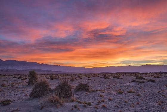 Devils Cornfield Blue Hour 2 The Devil's Cornfield in Death Valley National Park, California