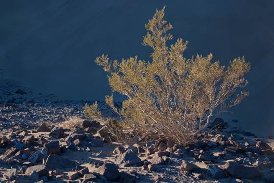 Creosote Bush and Rubble Ibex Dunes in Death Valley National Park, California
