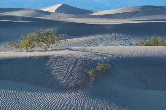 Creosote Bush 4 Mesquite Dunes in Death Valley National Park, California