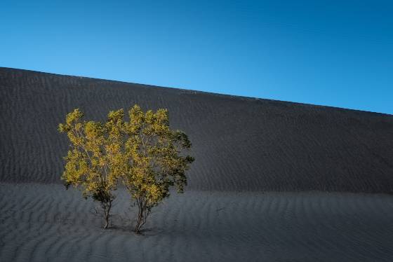 Lone Creosote Mesquite Dunes in Death Valley National Park, California
