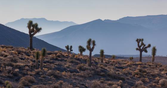 Joshua Tree Layers Joshua Trees in at Lees Flat, California
