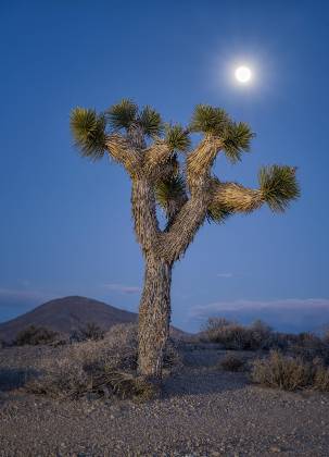 Joshua Tree and Supermoon 2 Supermoon and Joshua Tree near Death Valley National Park, California