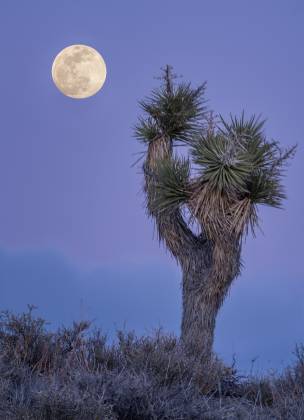 Joshua Tree and Supermoon Supermoon and Joshua Tree near Death Valley National Park, California