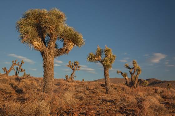 Joshua Trees Joshua Trees in at Lees Flat, California