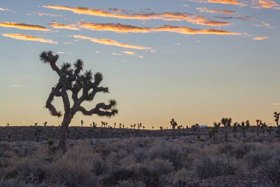 Lee Flat before Dawn Joshua Trees in at Lees Flat, California