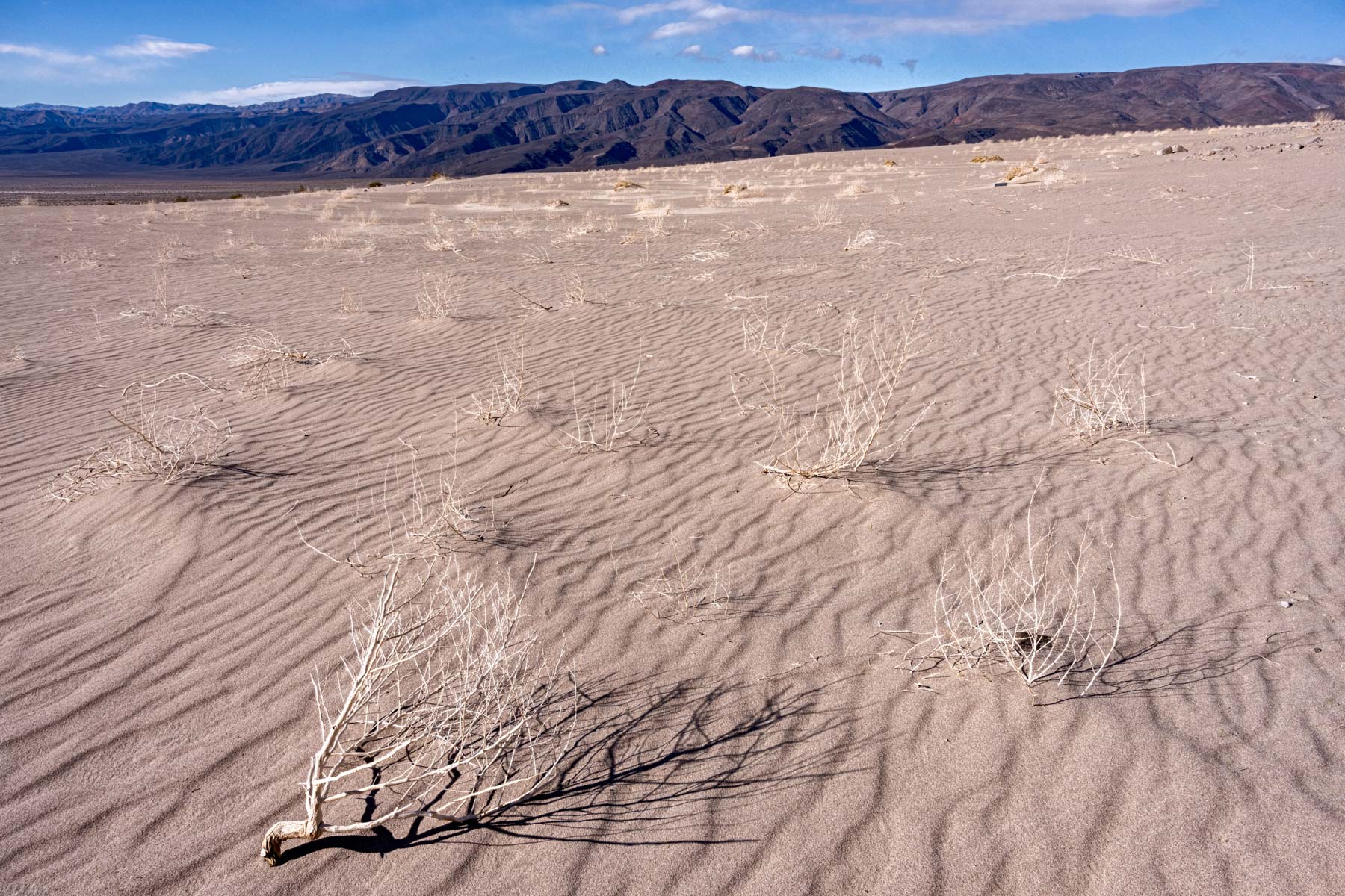 Tumbleweed on the Panamint Dunes in Death Valley National Park