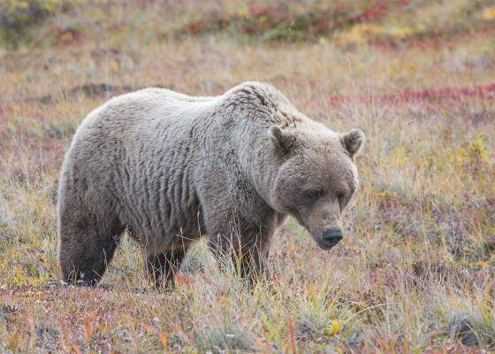 Brown Bear Brown Bear in Denali National Park