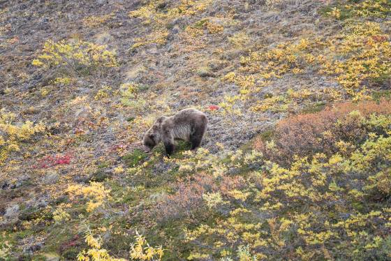 Denali Brown Bear Brown Bear in foliage in Denali National Park