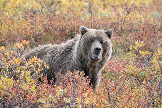 Showing Some Teeth Brown Bear in foliage in Denali National Park