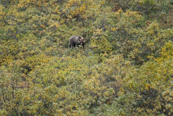 Wheres Waldo Brown Bear in foliage in Denali National Park