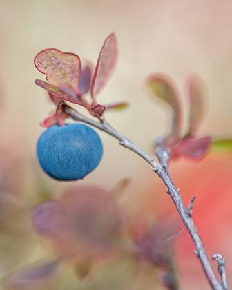 Blueberery 1 Blueberry in Denali National Park