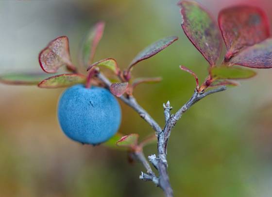 Blueberery 2 Blueberry in Denali National Park