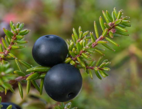 Blueberery Pair Two Blueberries in Denali National Park