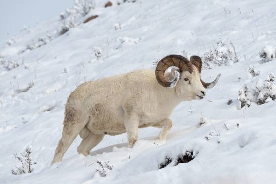 Big Ram Large Dall ram in Denali National Park