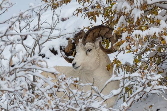 Dall Sheep Framed Dall sheep portait in Denali National Park