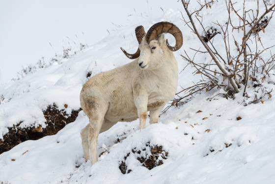 Dall Sheep Taking a Breather Dall sheep in Denali National Park