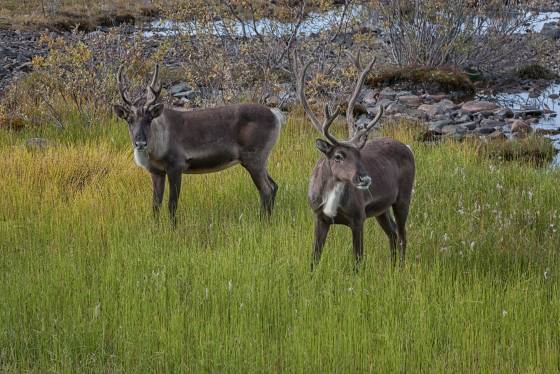 Caribou 1 Caribou near the McKinley Bar Trail in Denali National Park