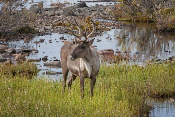 Caribou 2 Caribou near the McKinley Bar Trail in Denali National Park