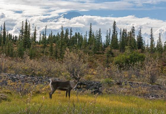 Caribou 3 Caribou near the McKinley Bar Trail in Denali National Park