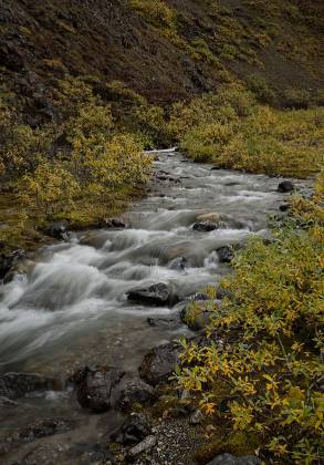 Denali NP 5 Stream in Denali National Park