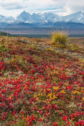 Ground Cover early September Ground Cover early September in Denali National Park