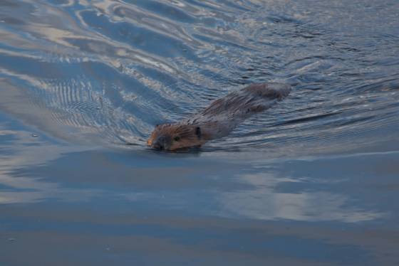 Meet the Beaver Beaver in Denali National Park
